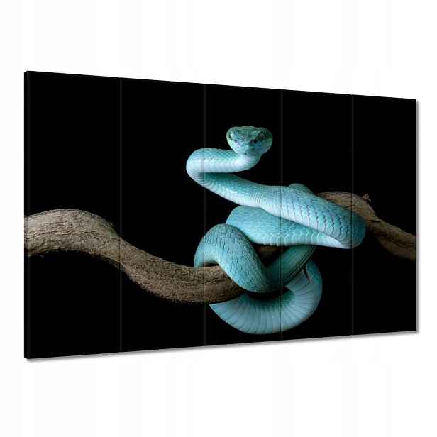 Obrazy 100x70 Modrý viper snake