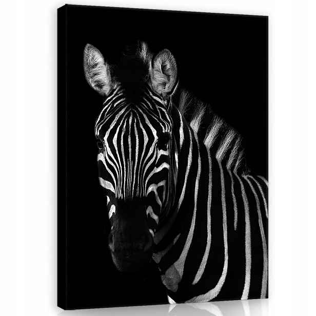 Obraz 60x80 Zebra černobílý portrét přiblížení kontrast divoká příroda