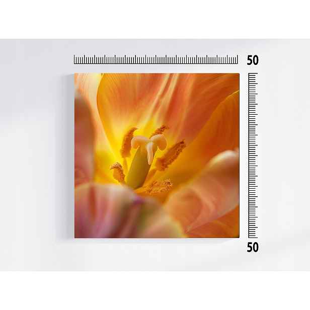 Obraz Na Plátně Canvas Žlutý Květ Tulipán Příroda Makro Fotografie 50x50