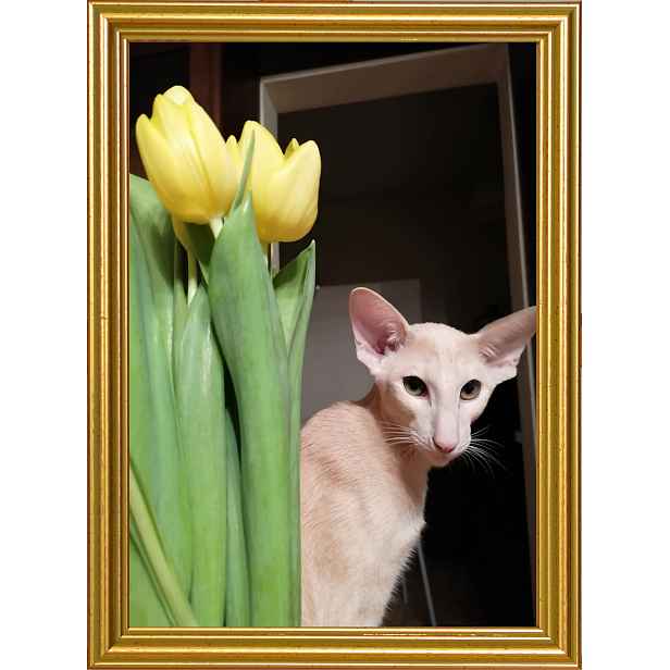 Rámeček je připraven k postavení a zavěšení na fotografii, obrázky zlata jsou 20 x 30 cm
