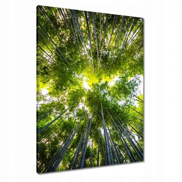 Obrazy 60x80 Bambusový tropický les