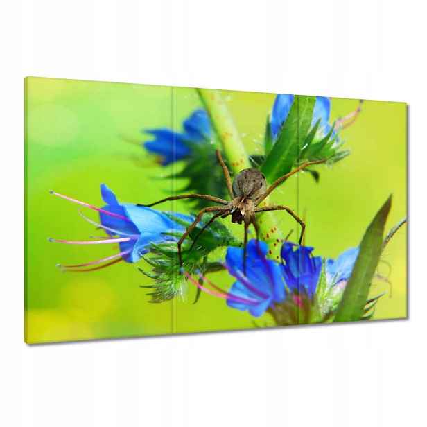 Obrazy 120x80 Zvířata Zvířátka