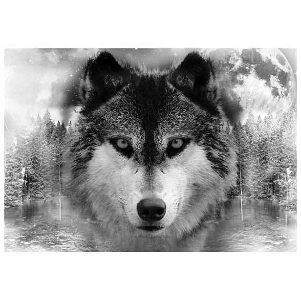 Fototapeta Vlci Noc měsíc vinylová 460x300 lepidlo