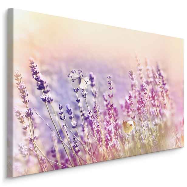 Plátno Květy Levandule Zalité Slunečním Světlem Varianta: 30x20