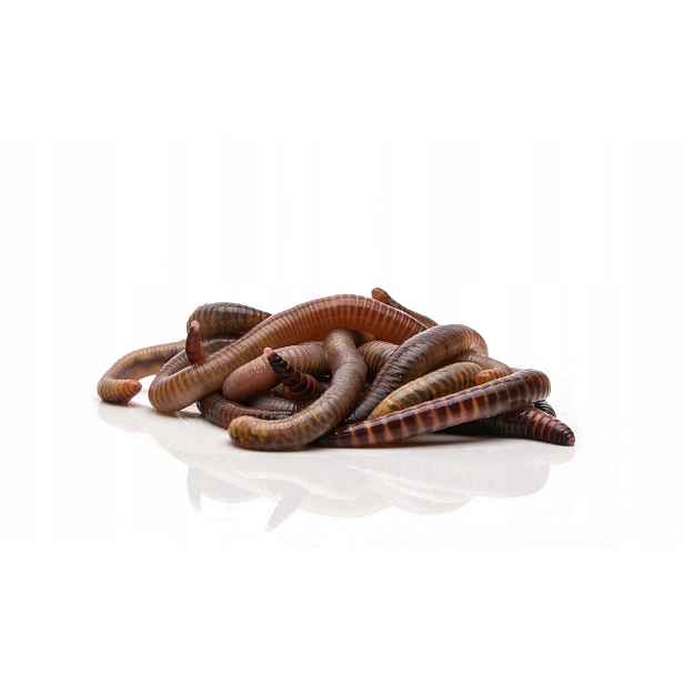 Živé kalifornské kompostovací žížaly 0,5 kg MIX do kompostéru