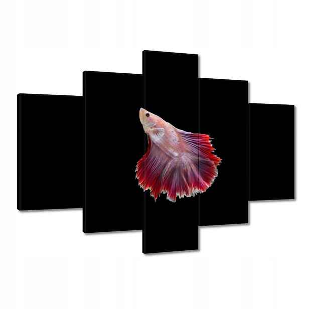 Obrazy 150x105 Červená siamská rybka