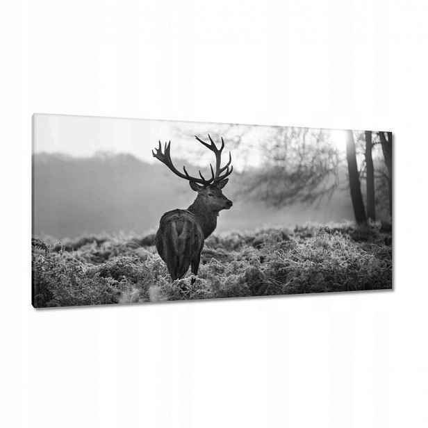 Obrazy 115x55 Černobílý jelen