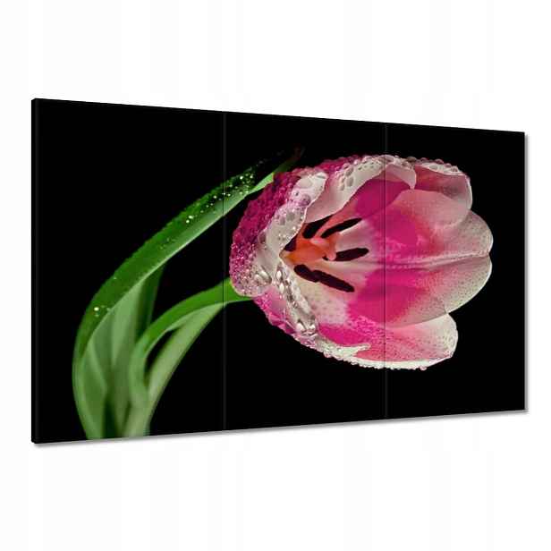 Obrazy 120x80 Růžový tulipán