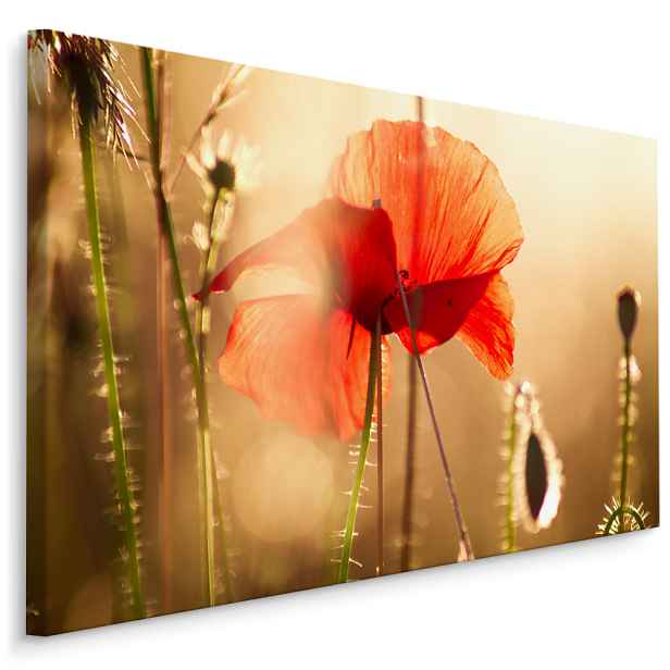 Plátno Vlčí Máky Na Slunci I. Varianta: 90x60