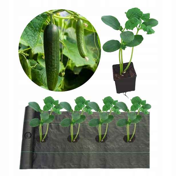 Agrotextilie na plevel 1 řada Otvorů 40 cm x 100 m pod Jahodu Okurky Apod.