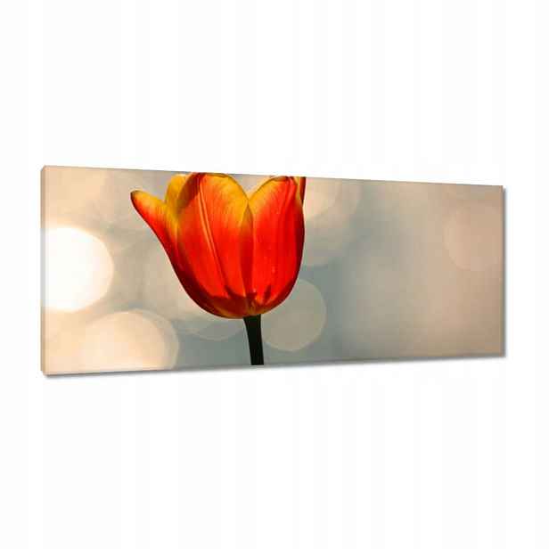 Obrazy 100x40 Oranžový tulipán