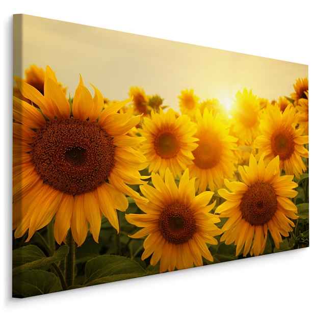 Plátno Západ Slunce Nad Slunečnicemi Varianta: 30x20