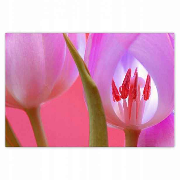 Plakáty 185x125 Růžový tulipán