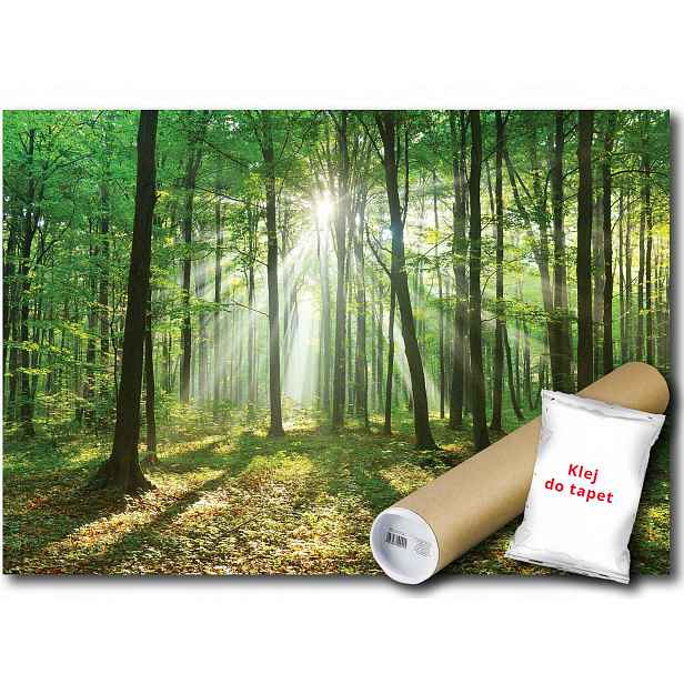 Vinylová Fototapeta Les Stromy Slunce 152x104