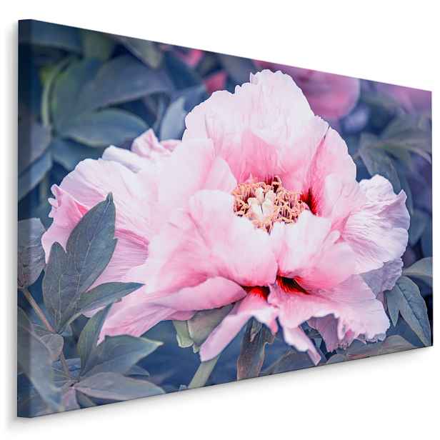 Plátno Pivoňka V Zahradě Varianta: 40x30