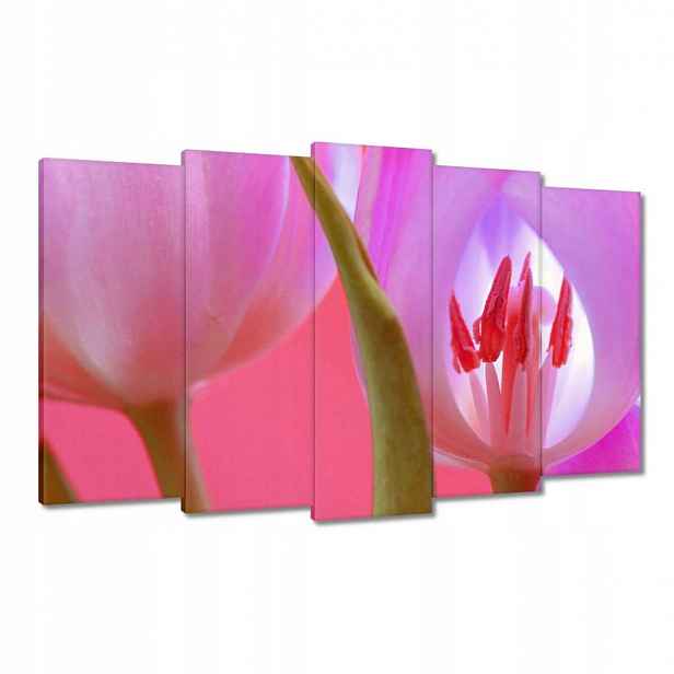Obrazy 100x60 Růžový tulipán