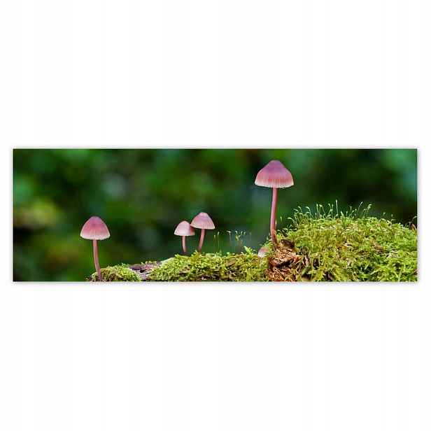Plakáty 200x66 Houby na mechu Makro