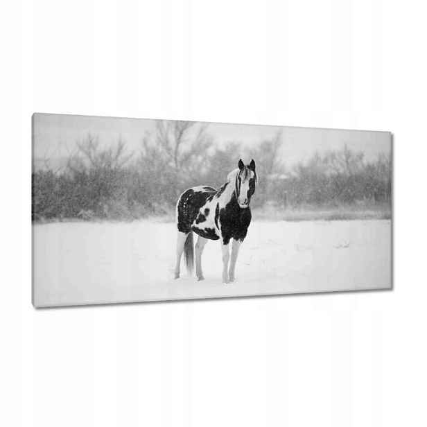 Obrazy 115x55 Kůň Černobílé plakáty