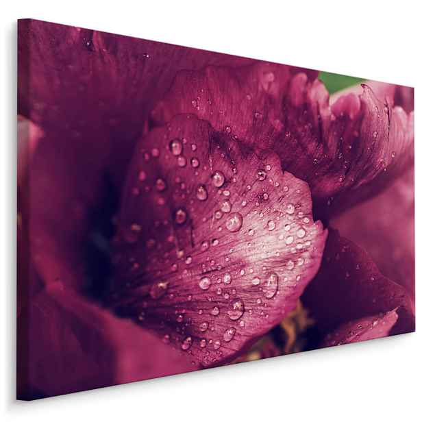 Plátno Pivoňka S Rosou Varianta: 100x70