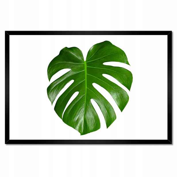 Plakáty v rámu 60x40 Monstera děravé Listy