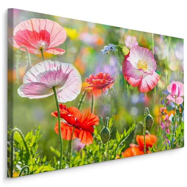 Plátno Vlčí Máky Na Slunné Louce Varianta: 120x80