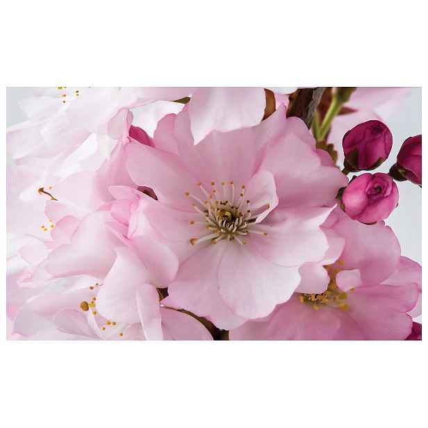 Fototapeta Růžová Sakura Květiny na zeď 416x254 jarní motiv lepidlo
