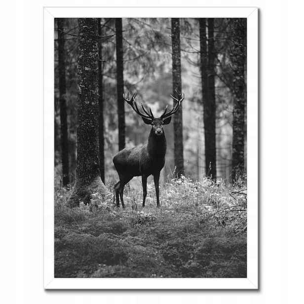 Plakáty v rámu 30x40 Jelen v lese B&w