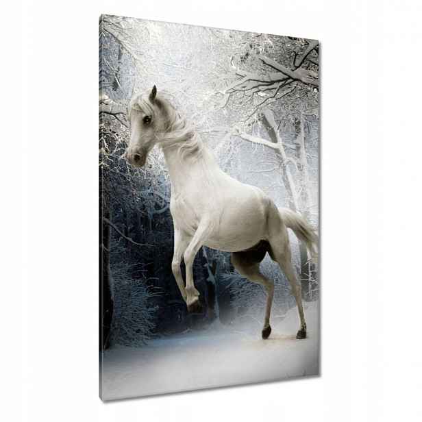 Obrazy 80x120 Bílý rumák