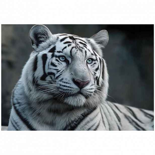Wallarena FOTOTAPETA Tygr zvířata Bílá 200x140 cm