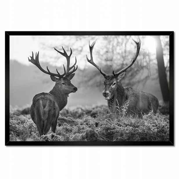 Plakáty v rámu 60x40 Černobílí jeleni