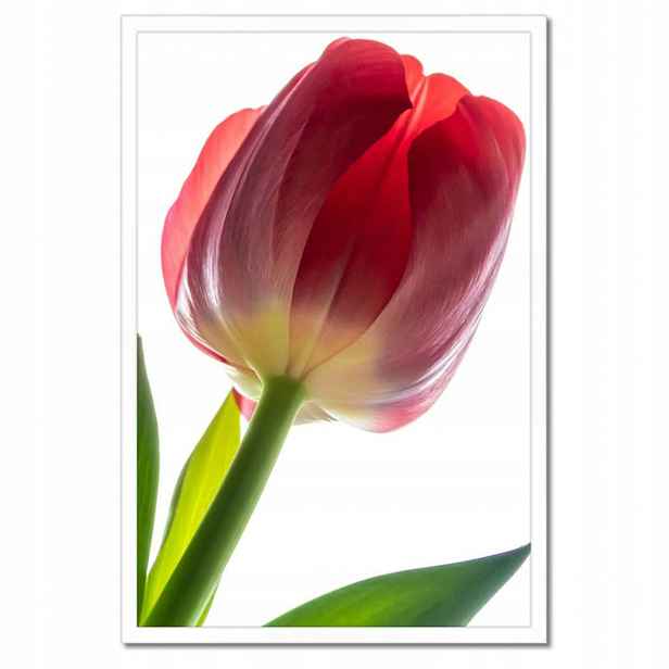 Plakáty v rámu 40x60 Červený tulipán Květina