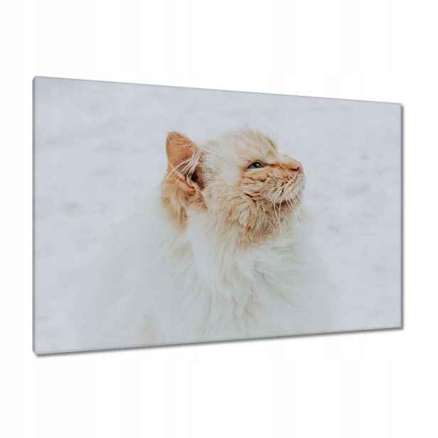 Obrazy 120x80 Kočka Kotě Kočky