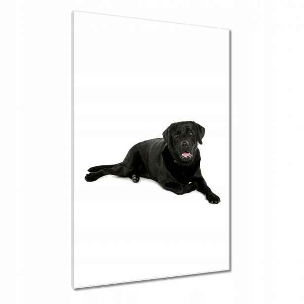 Obrazy 80x120 Černý labrador Pejsek