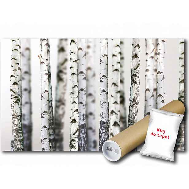 Vinylová fototapeta Les Březové kmeny Příroda 3D 152x104
