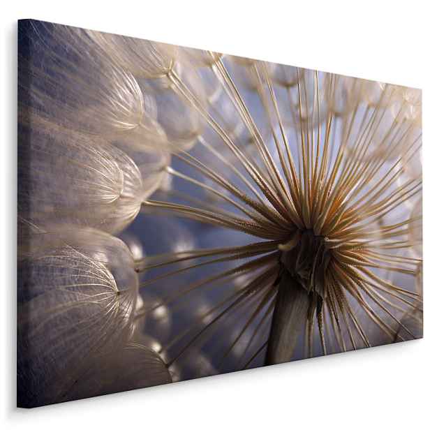 Plátno Pampeliška Makro I. Varianta: 40x30