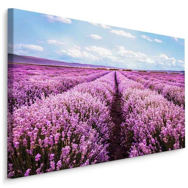 Plátno 3D Kvetoucí Levandulové Pole Varianta: 100x70