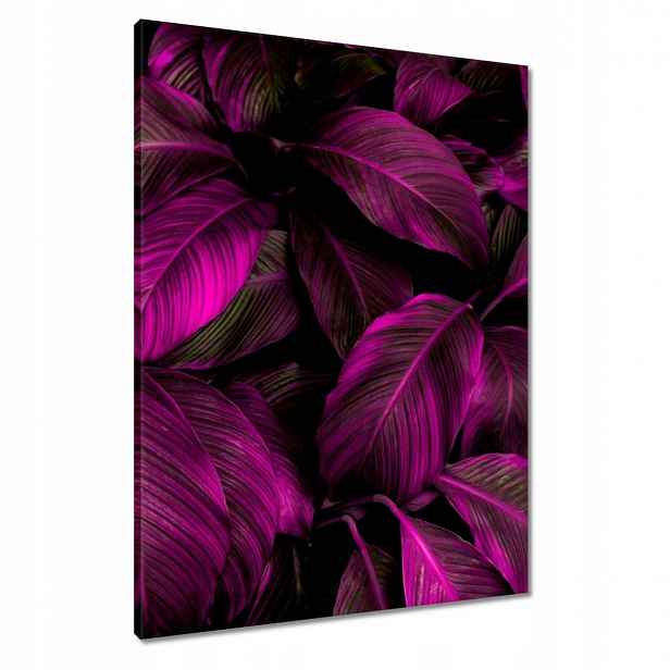 Obrazy 60x80 Krásné fuchsiové listy