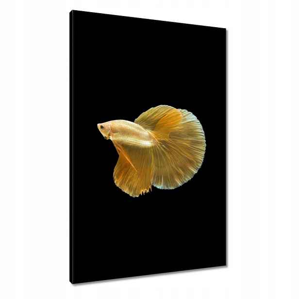Obrazy 60x90 Zlatá siamská ryba