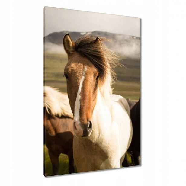 Obrazy 80x120 Divocí koně