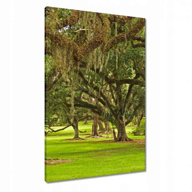 Obrazy 60x90 Park s duby