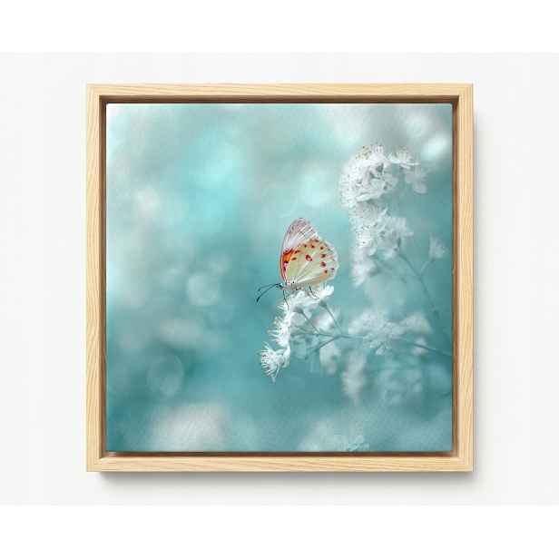 Obraz Rám Americký Box Jemný Motýl Bílé Květy Tyrkys Bokeh 50x50