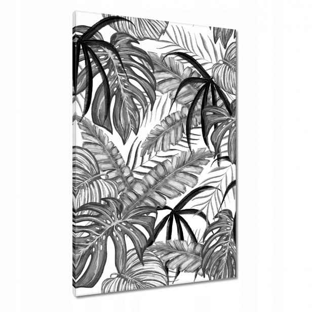 Obrazy 60x90 Monstera Zelený list