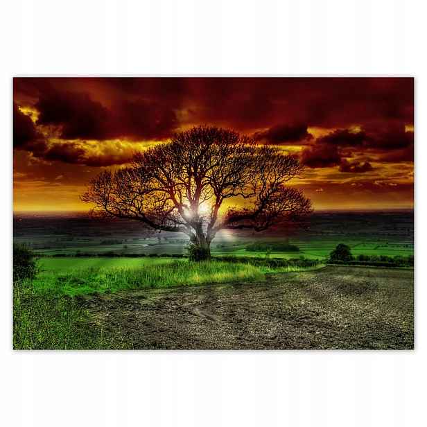 Fototapety flizelina 104x70 Kouzelný strom