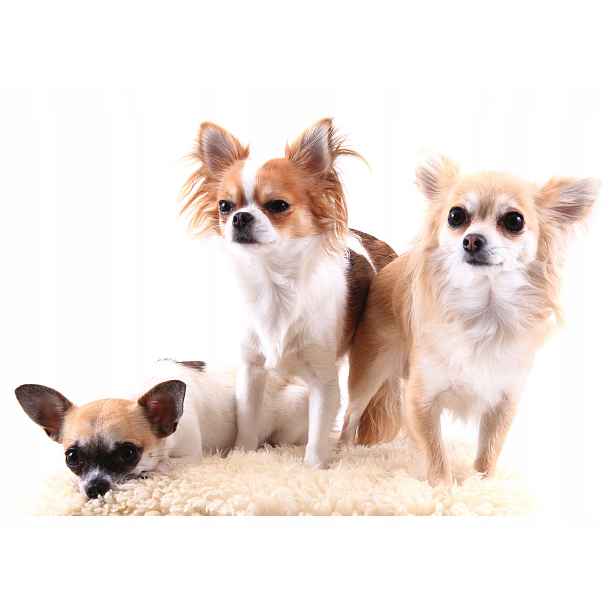 Fototapeta Chihuahua Sladká štěňata na bílém pozadí 312x219 lepidlo