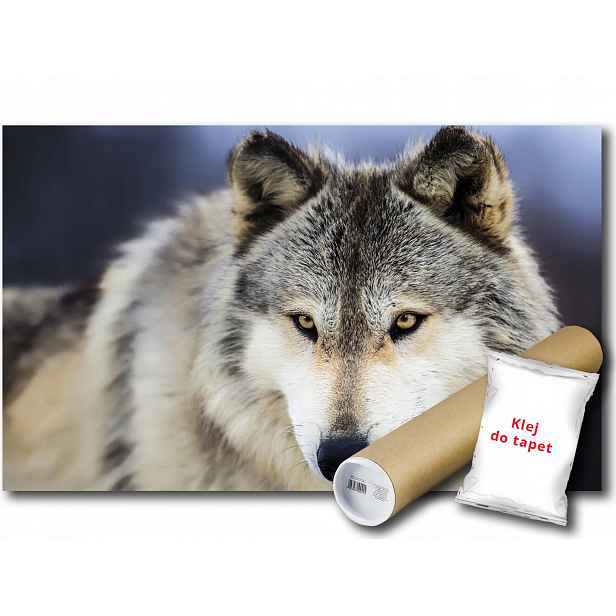 Vinylová fototapeta Vlk Pes Dravec Zvíře Fauna Příroda 152x104
