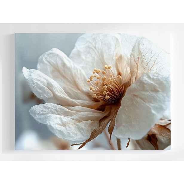Plakát Bílý Květ Makro Minimalismus Botanika 100x75