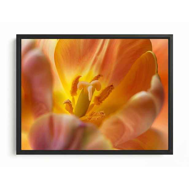 Obraz Rám American Box Květ Žlutý Tulipán Příroda Makro Fotografie 80x60