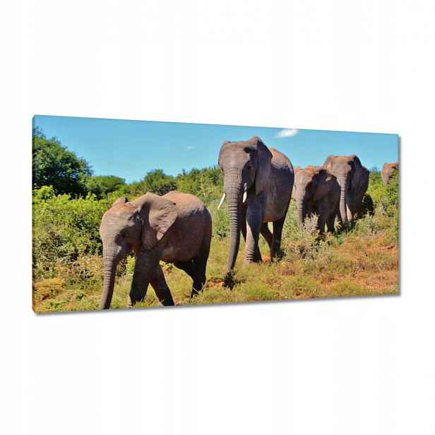 Obrazy 115x55 Putování slonů