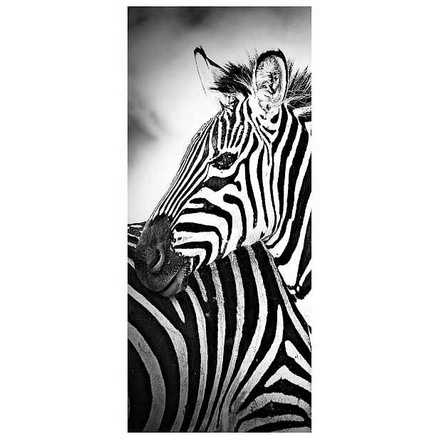 Samolepka Fototapeta Zebra Černobílá africká grácie 91x211