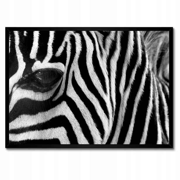 Plakáty v rámu 70x50 Černobílé pruhy Zebra